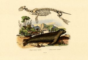 Cape Fur Seal